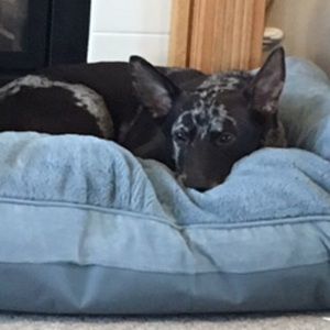 Meet your Posher, Ruby